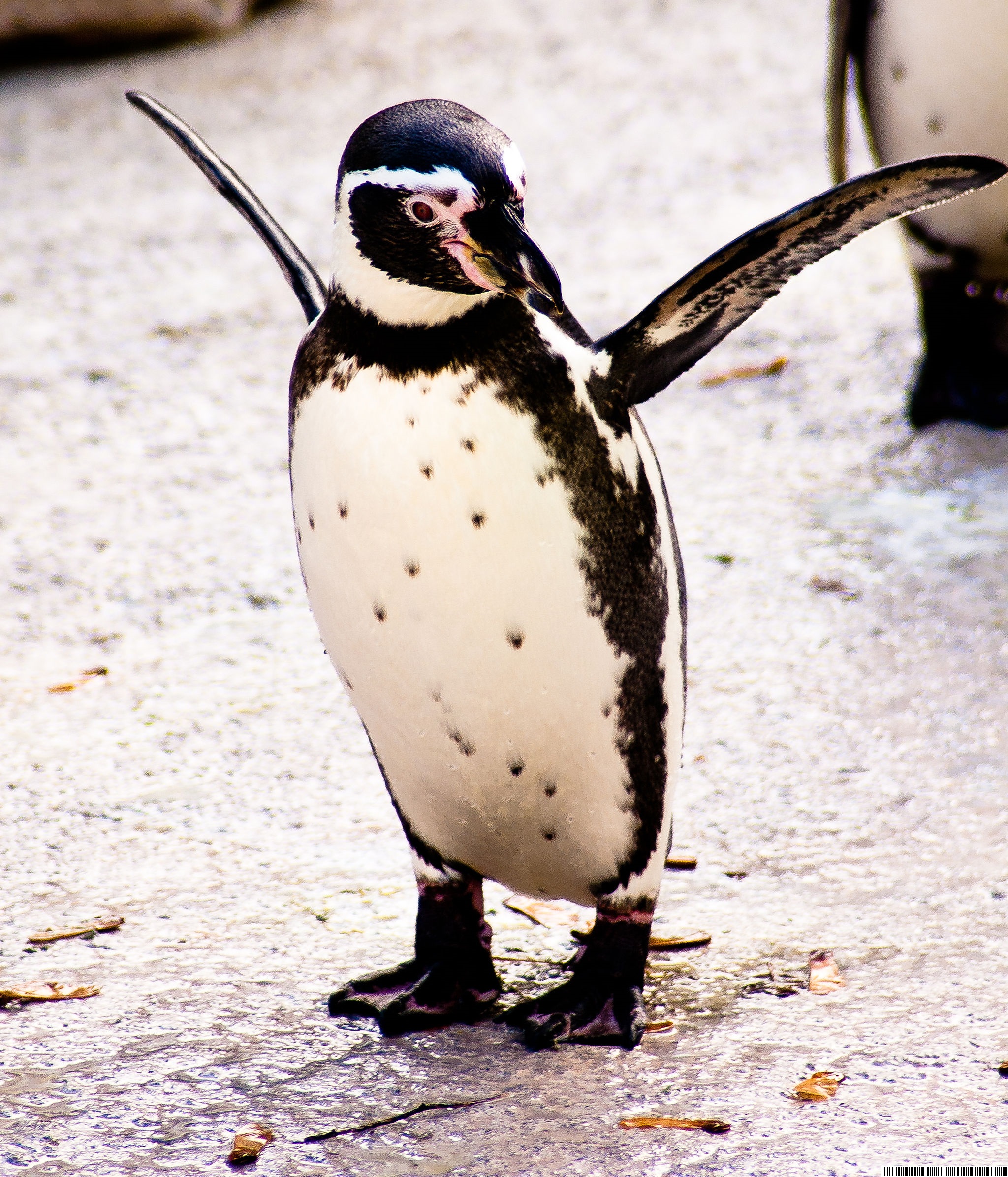 penguin.jpg