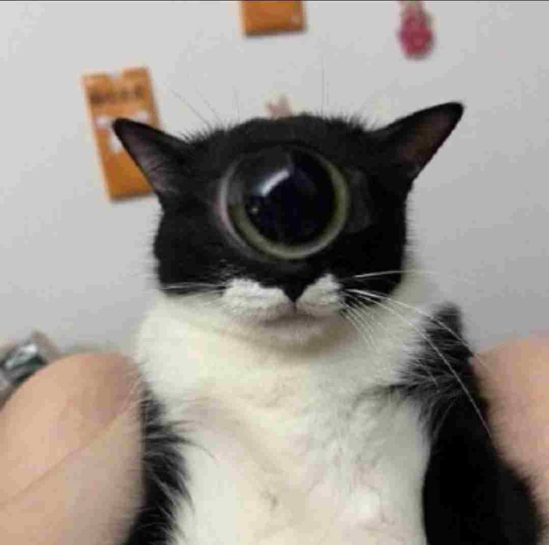 script kitty