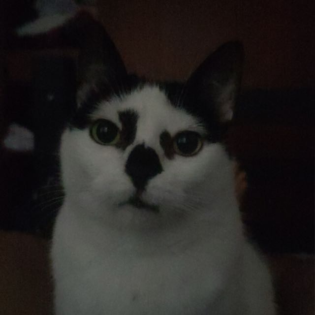 jaracalle