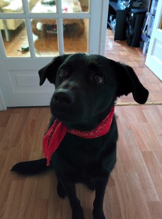 devildogeleven