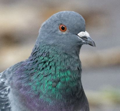 elpigeon