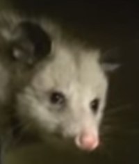 DORETY