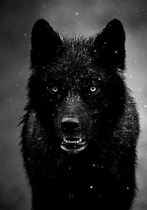 wolf.amine