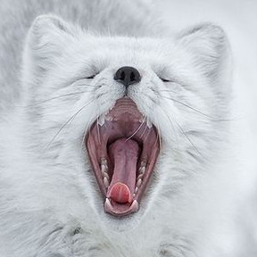 arcticfox