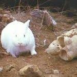 White_rabbit
