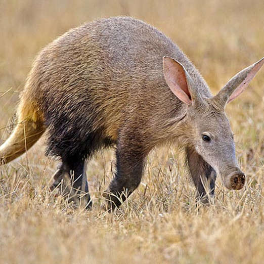 Orycterope