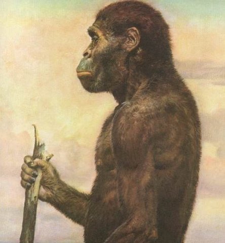 australopitheque