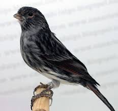 BlackCanari