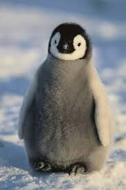 mortified_penguin