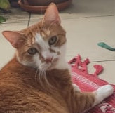 kijocat