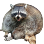 Raccoon42