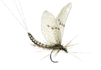 mayfly