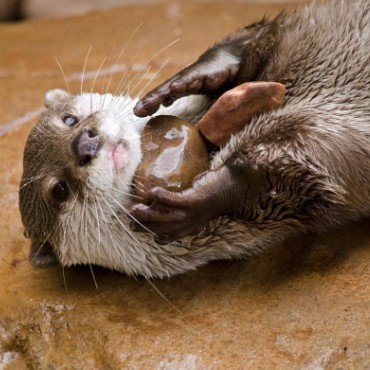 Otter_Holding_a_Rock