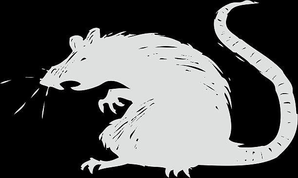 Rattus_digitalis
