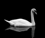 goblen22